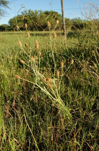 Figura 06 - Coentro-selvagem