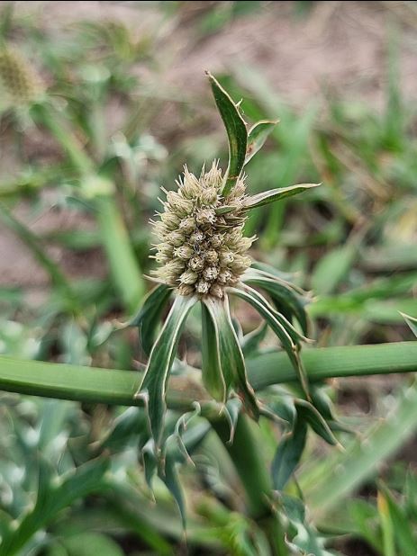 Figura 07 - Coentro-selvagem