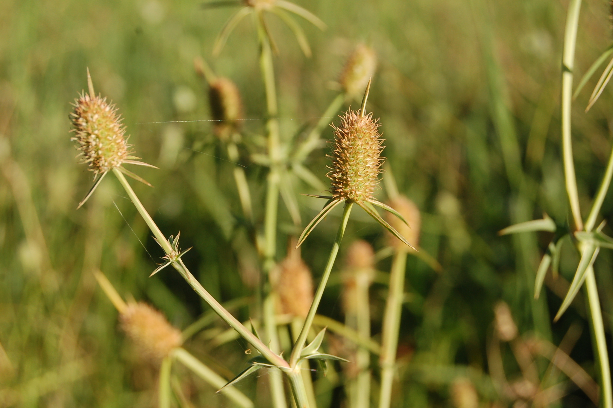 Figura 08 - Coentro-selvagem