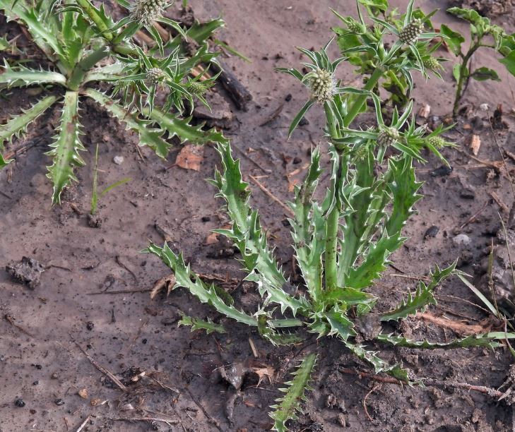 Figura 09 - Coentro-selvagem