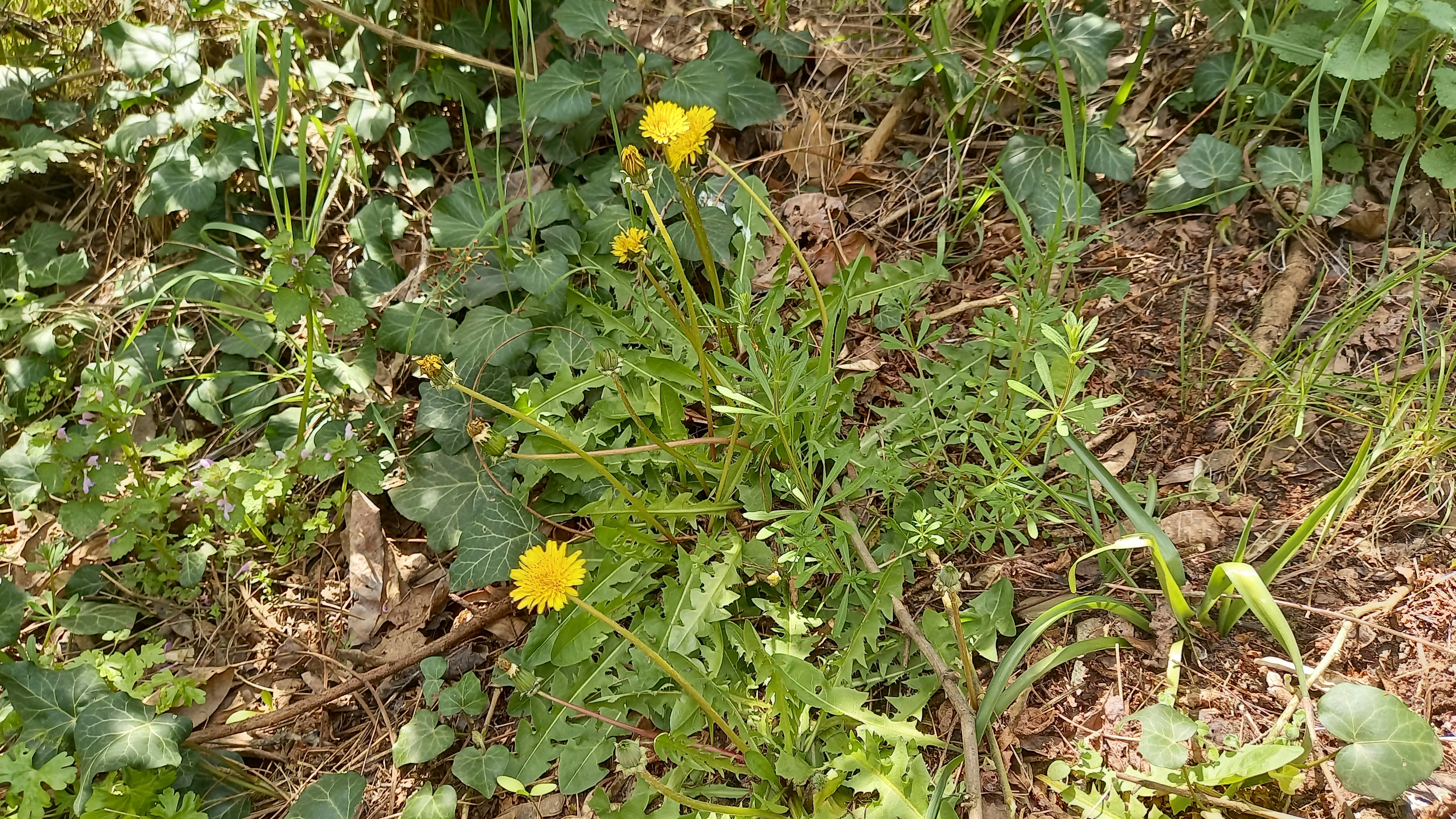 Figura 02 - Dente-de-leão