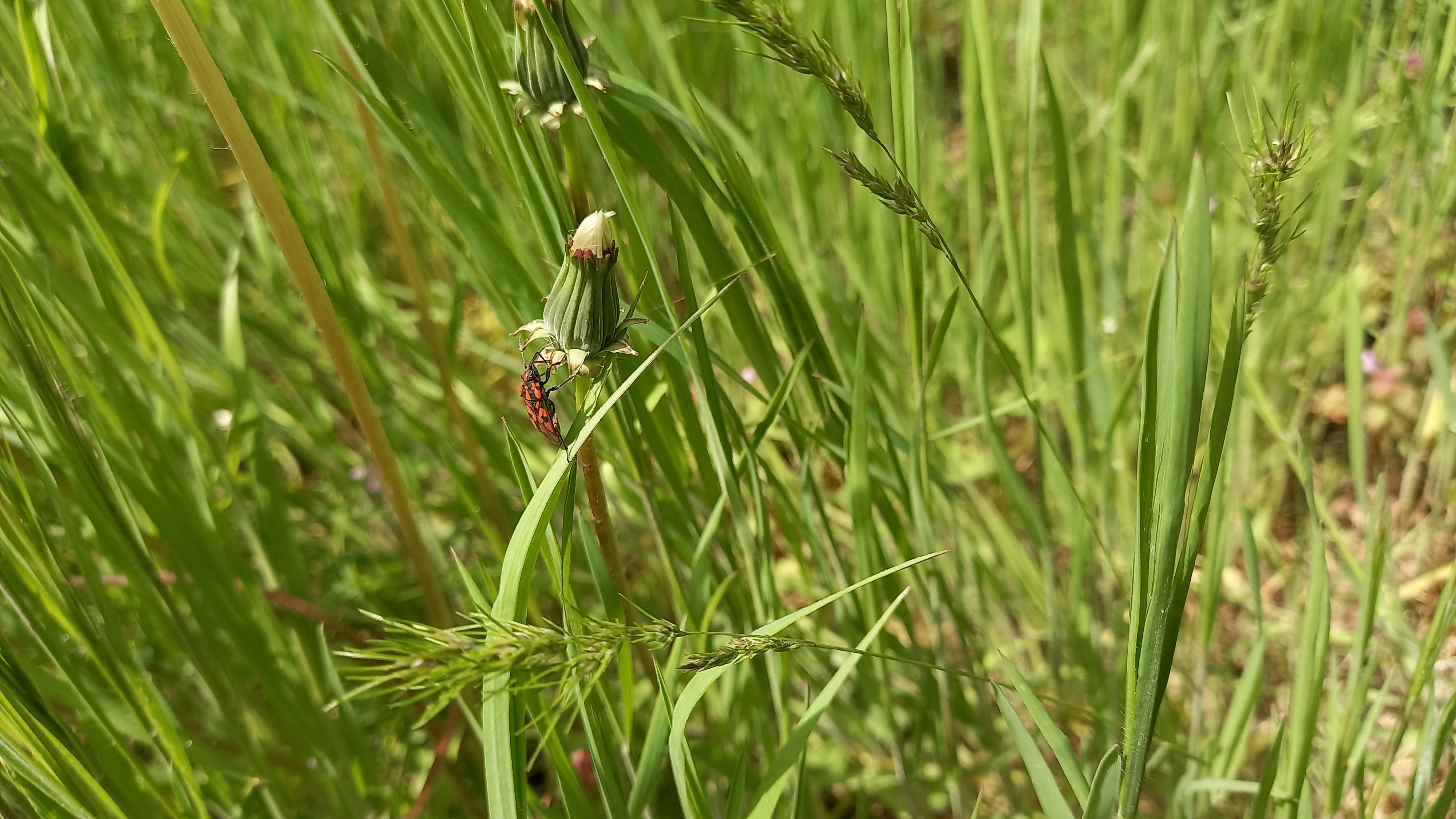 Figura 07 - Dente-de-leão