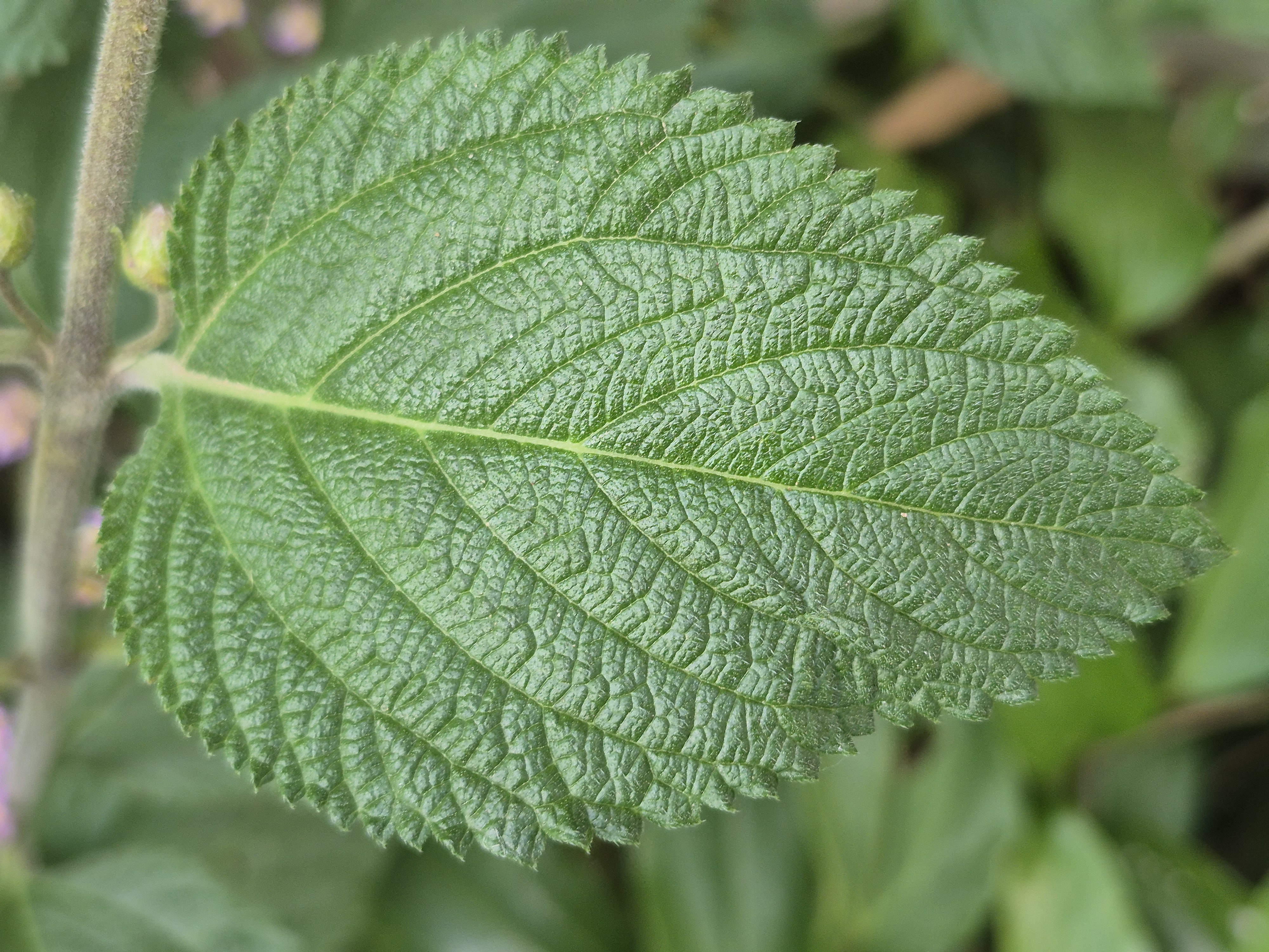 Figura 02 - Erva-cidreira