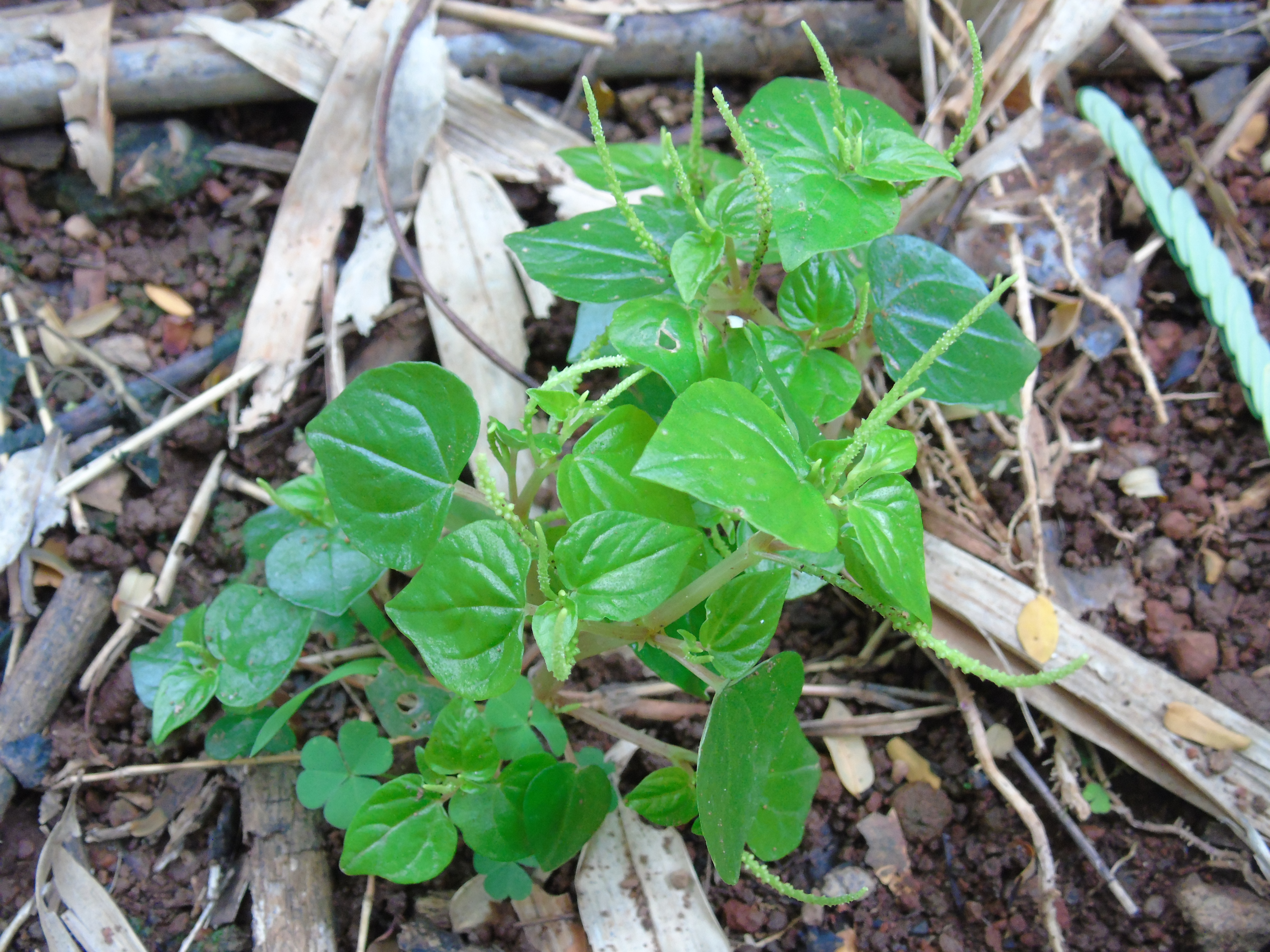 Figura 01 - Erva-de-jabuti