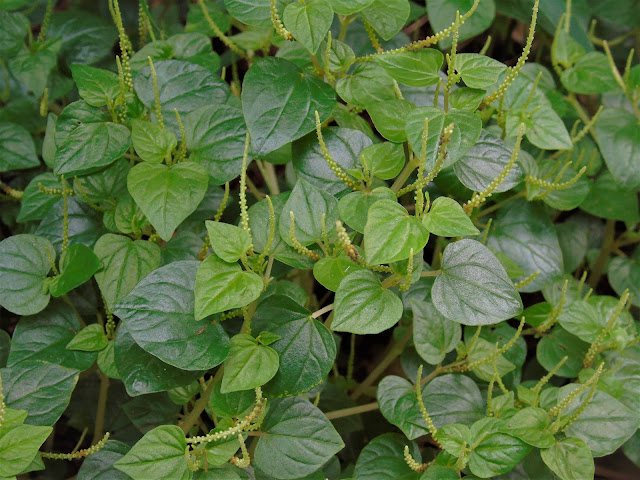 Figura 02 - Erva-de-jabuti