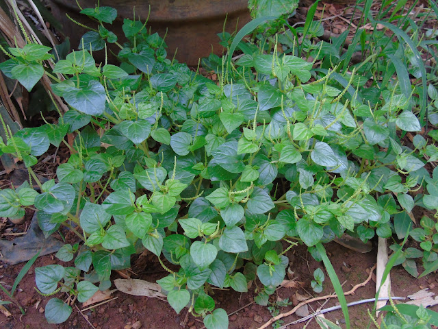 Figura 03 - Erva-de-jabuti