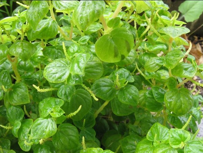 Figura 05 - Erva-de-jabuti