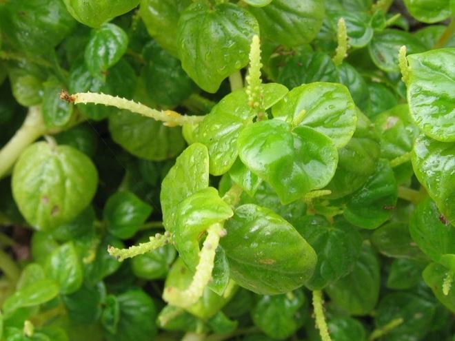 Figura 06 - Erva-de-jabuti