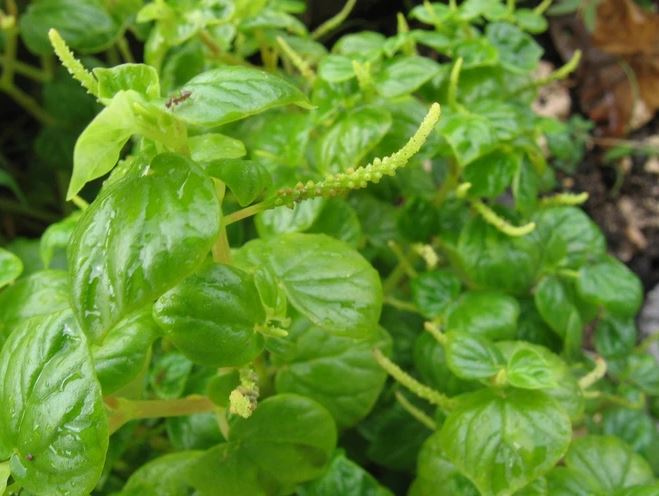 Figura 07 - Erva-de-jabuti