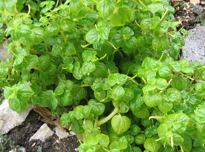 Figura 08 - Erva-de-jabuti