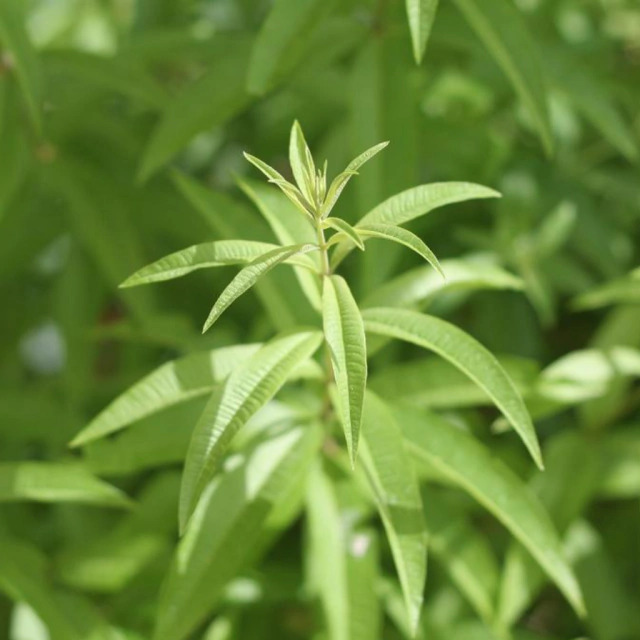 Figura 03 - Erva-luisa