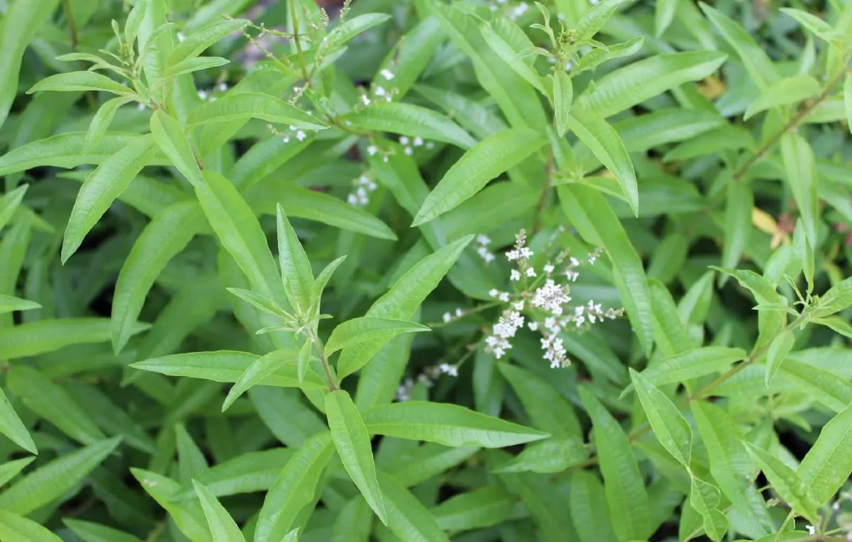 Figura 09 - Erva-luisa