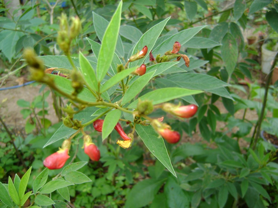 Figura 01 - Feijão Guandu