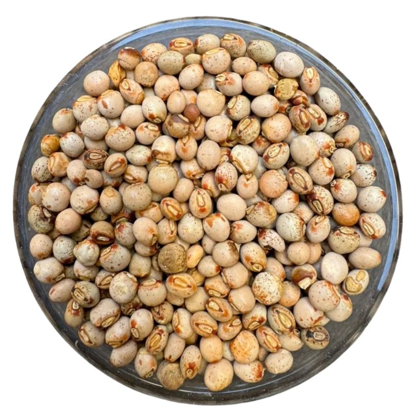 Figura 07 - Feijão Guandu