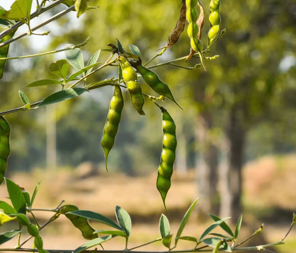 Figura 08 - Feijão Guandu