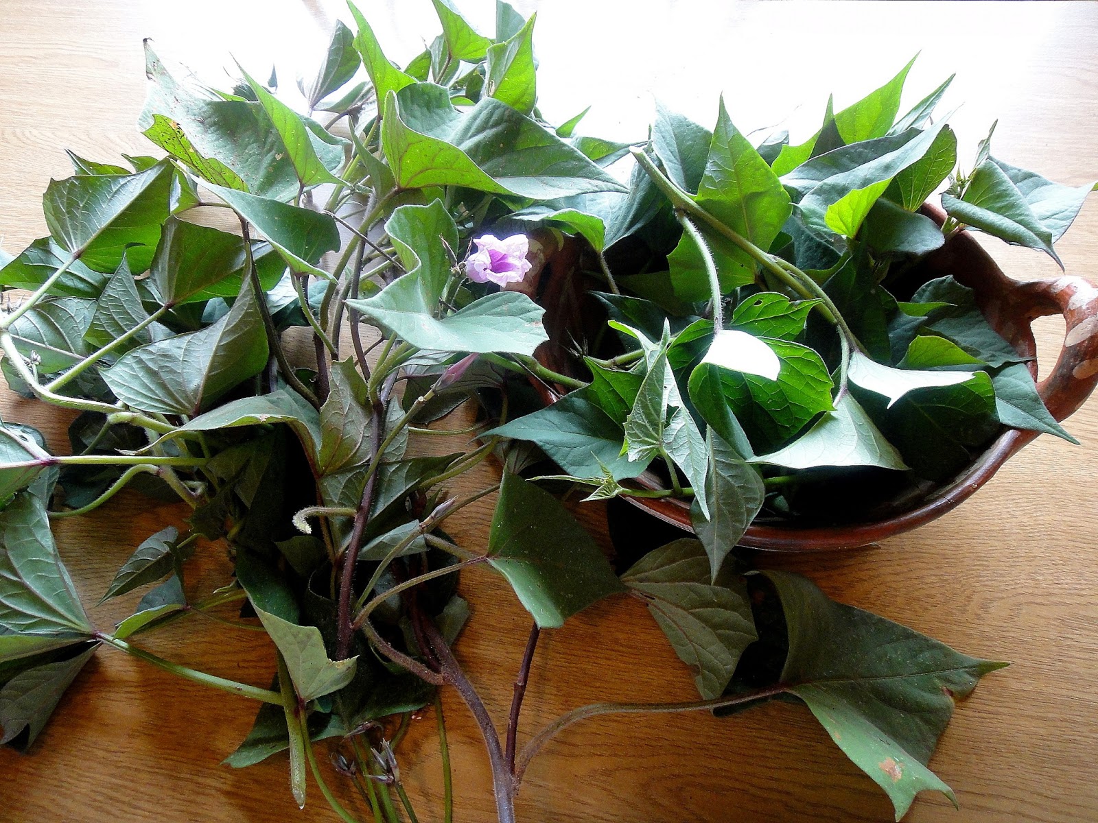 Figura 03 - Folhas da Batata Doce