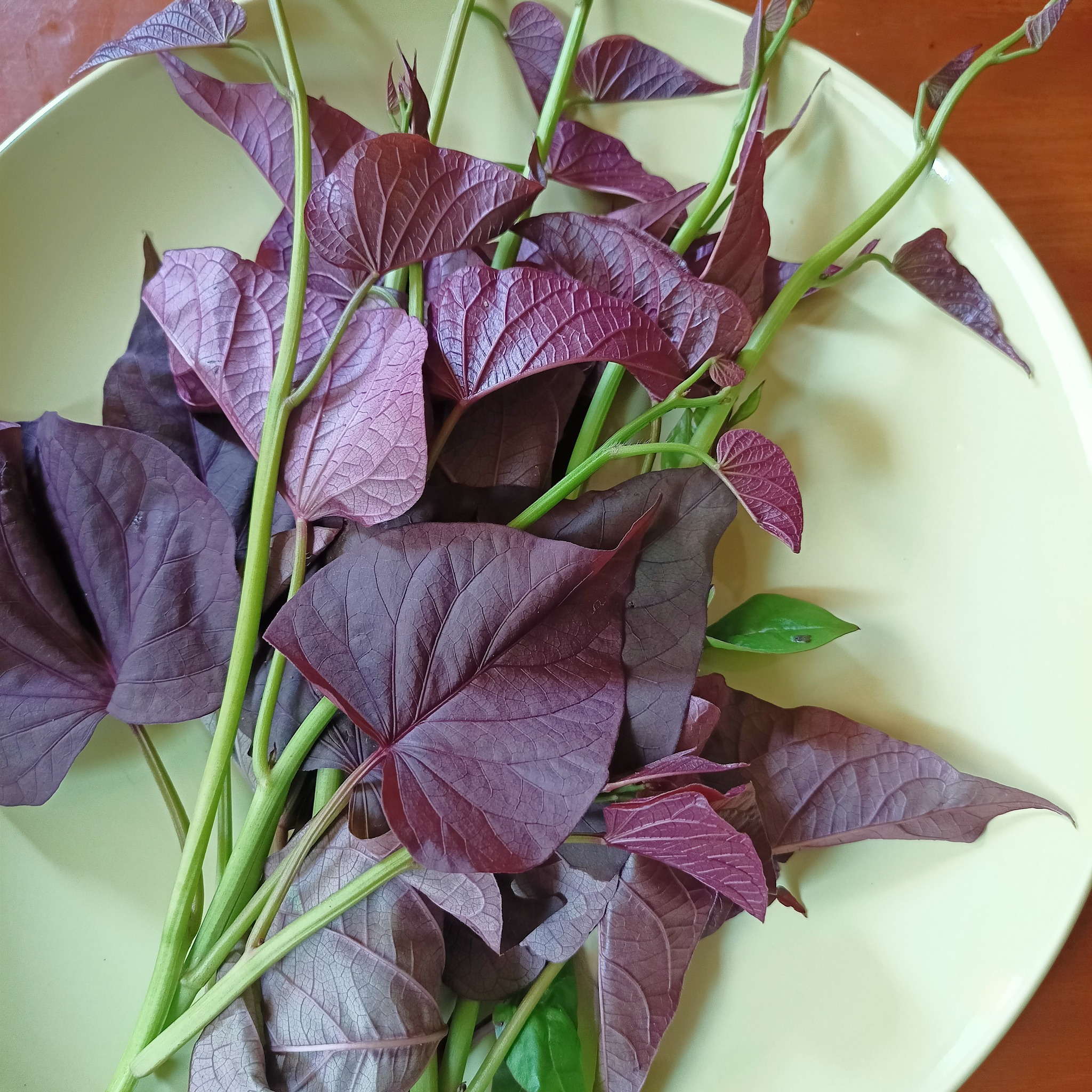 Figura 09 - Folhas da Batata Doce