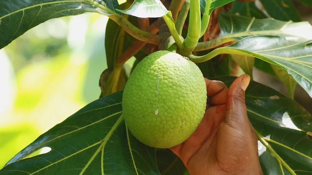 Figura 06 - Fruta Pão