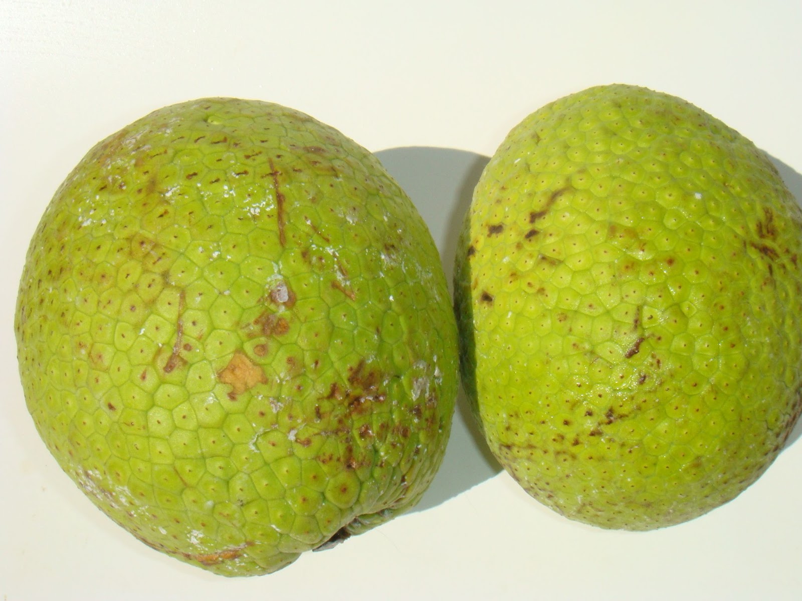 Figura 08 - Fruta Pão