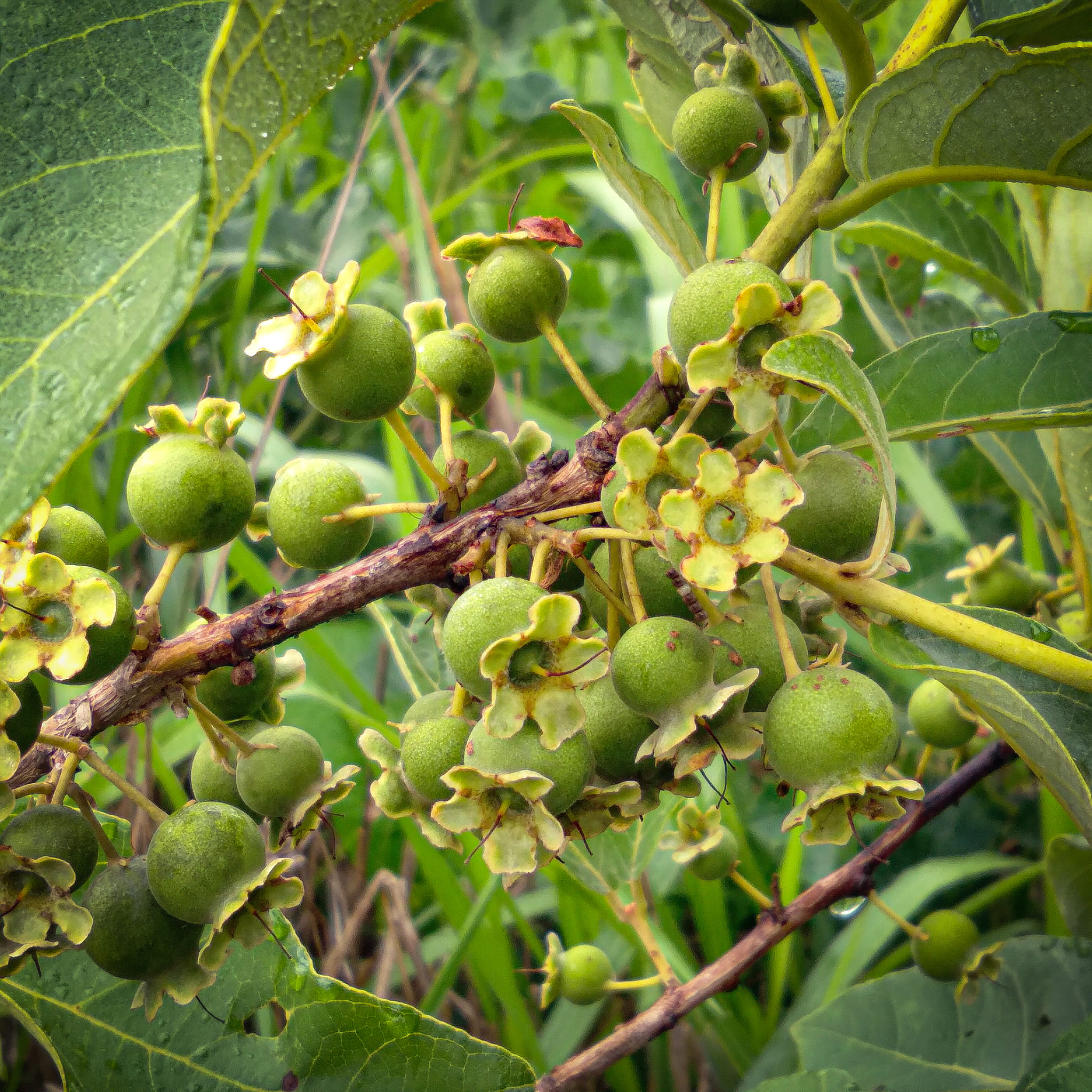 Figura 07 - Gabiroba