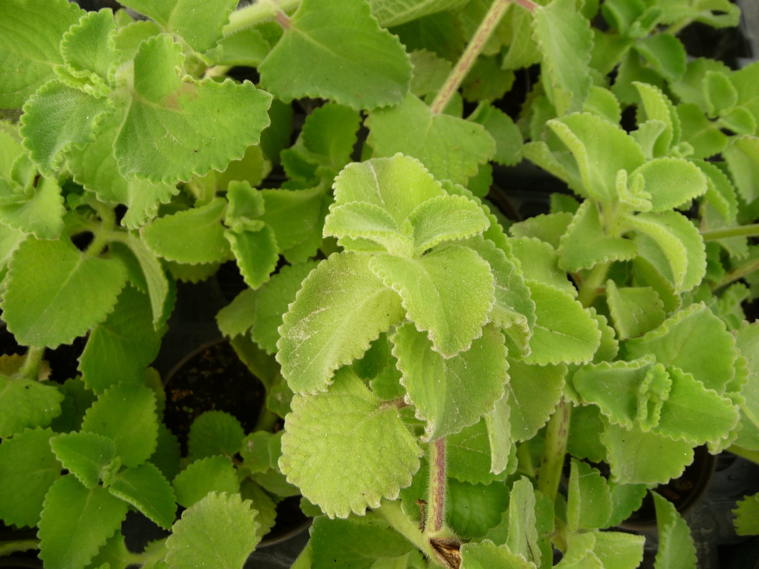 Figura 05 - Hortelã-pimenta