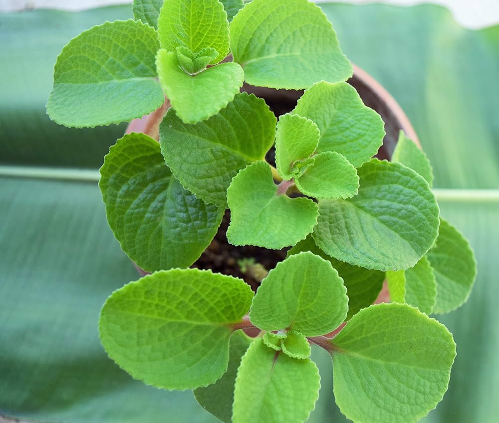 Figura 06 - Hortelã-pimenta