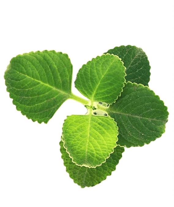 Figura 07 - Hortelã-pimenta