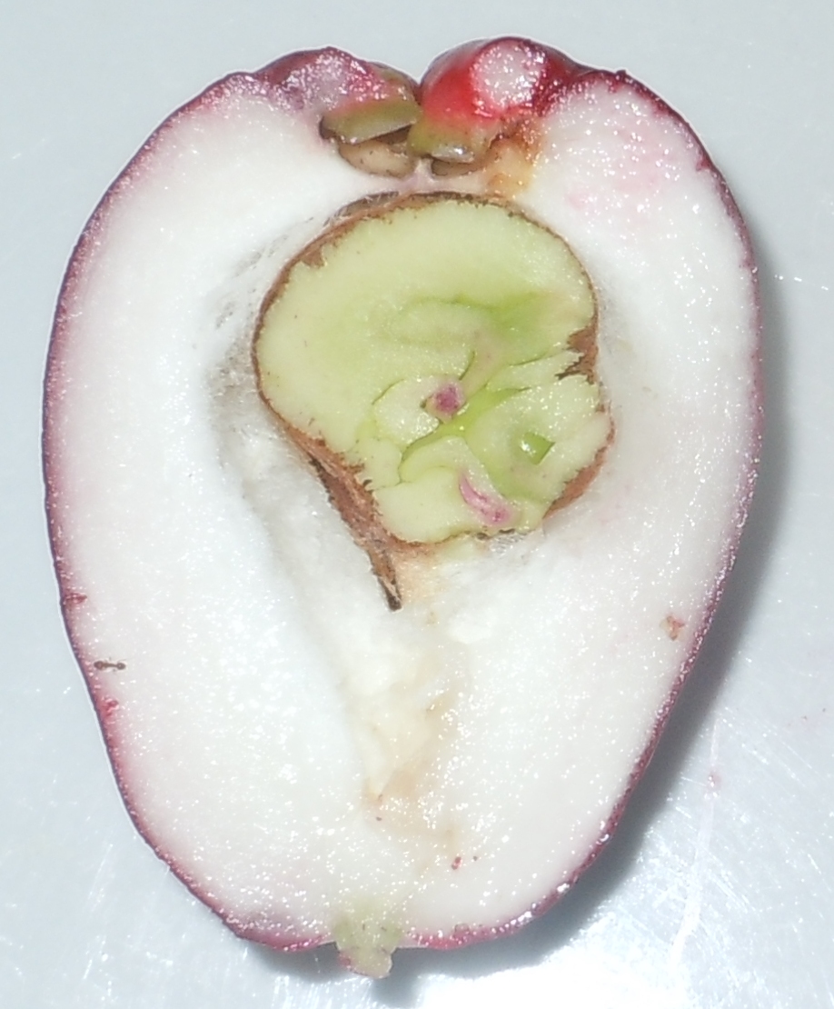 Figura 03 - Jambo Roxo