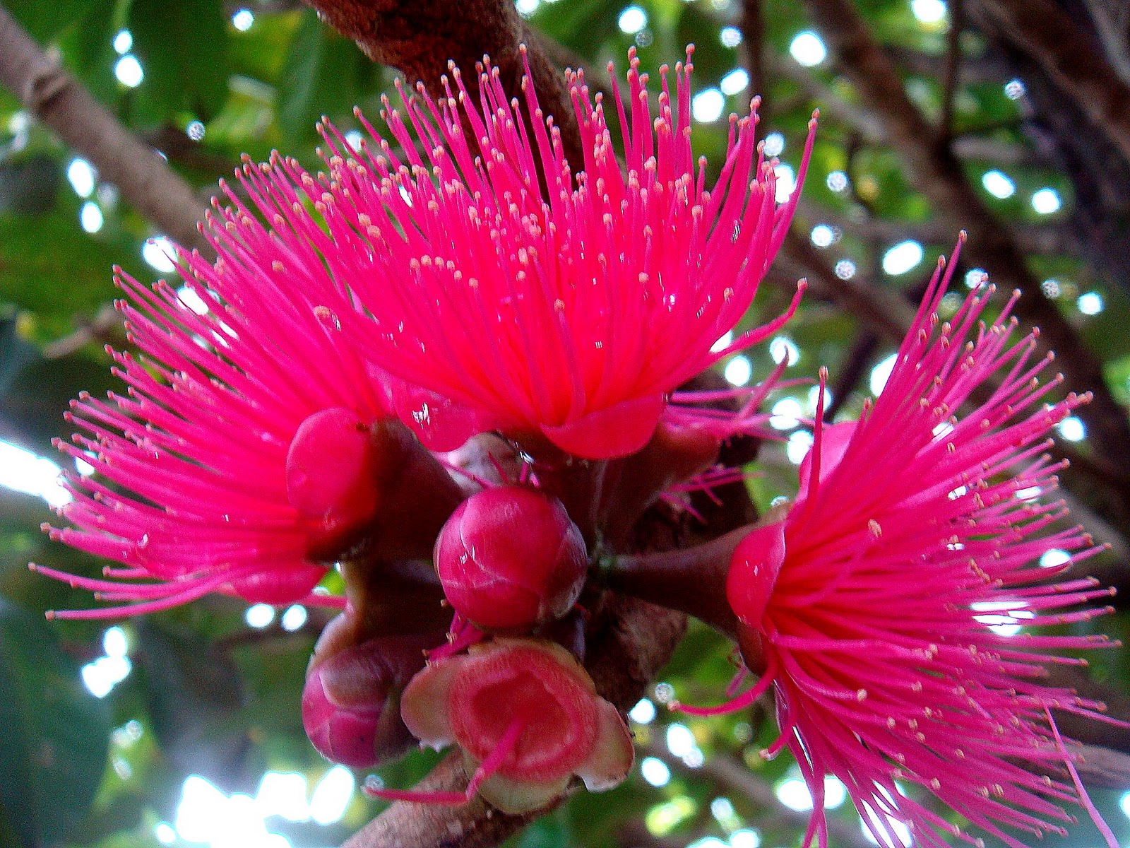 Figura 04 - Jambo Roxo