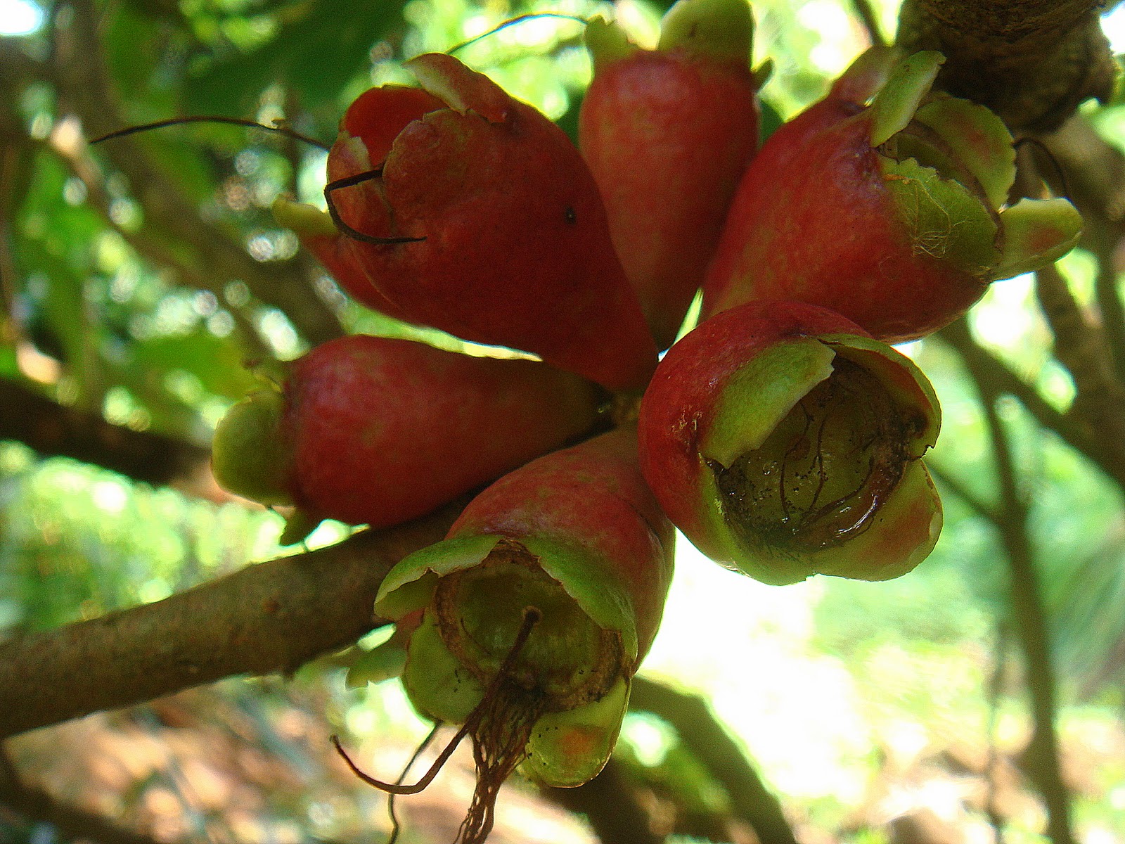Figura 06 - Jambo Roxo