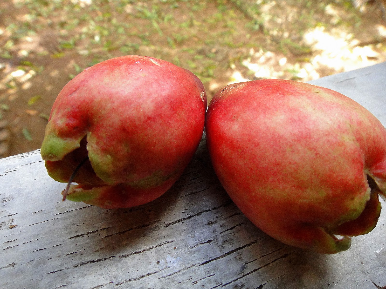 Figura 07 - Jambo Roxo