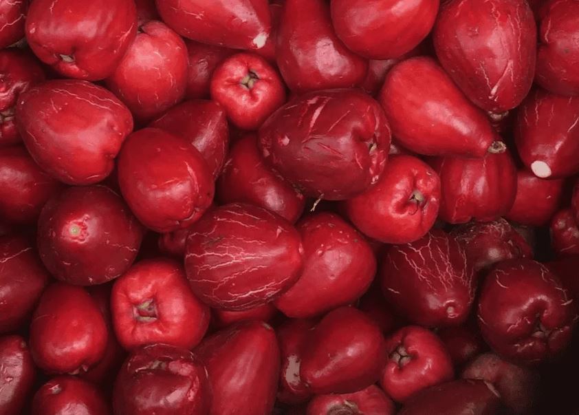 Figura 09 - Jambo Roxo