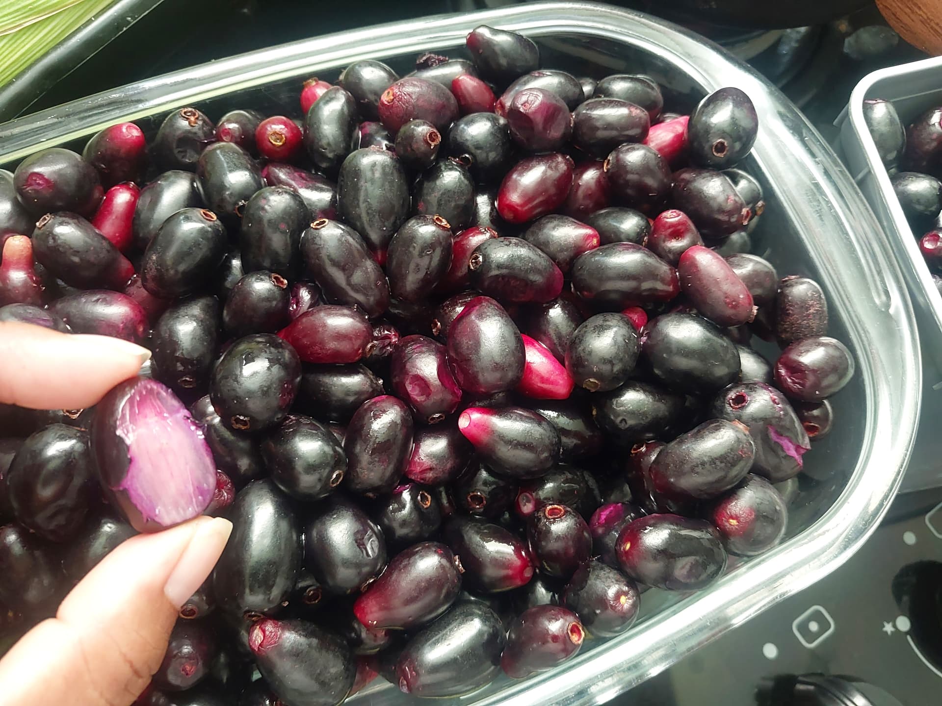 Figura 06 - Jamelão