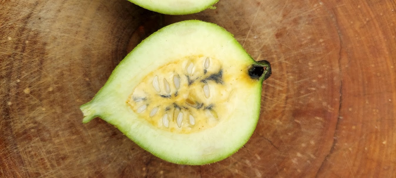 Figura 06 - Jenipapo Verde