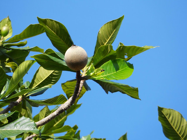 Figura 08 - Jenipapo