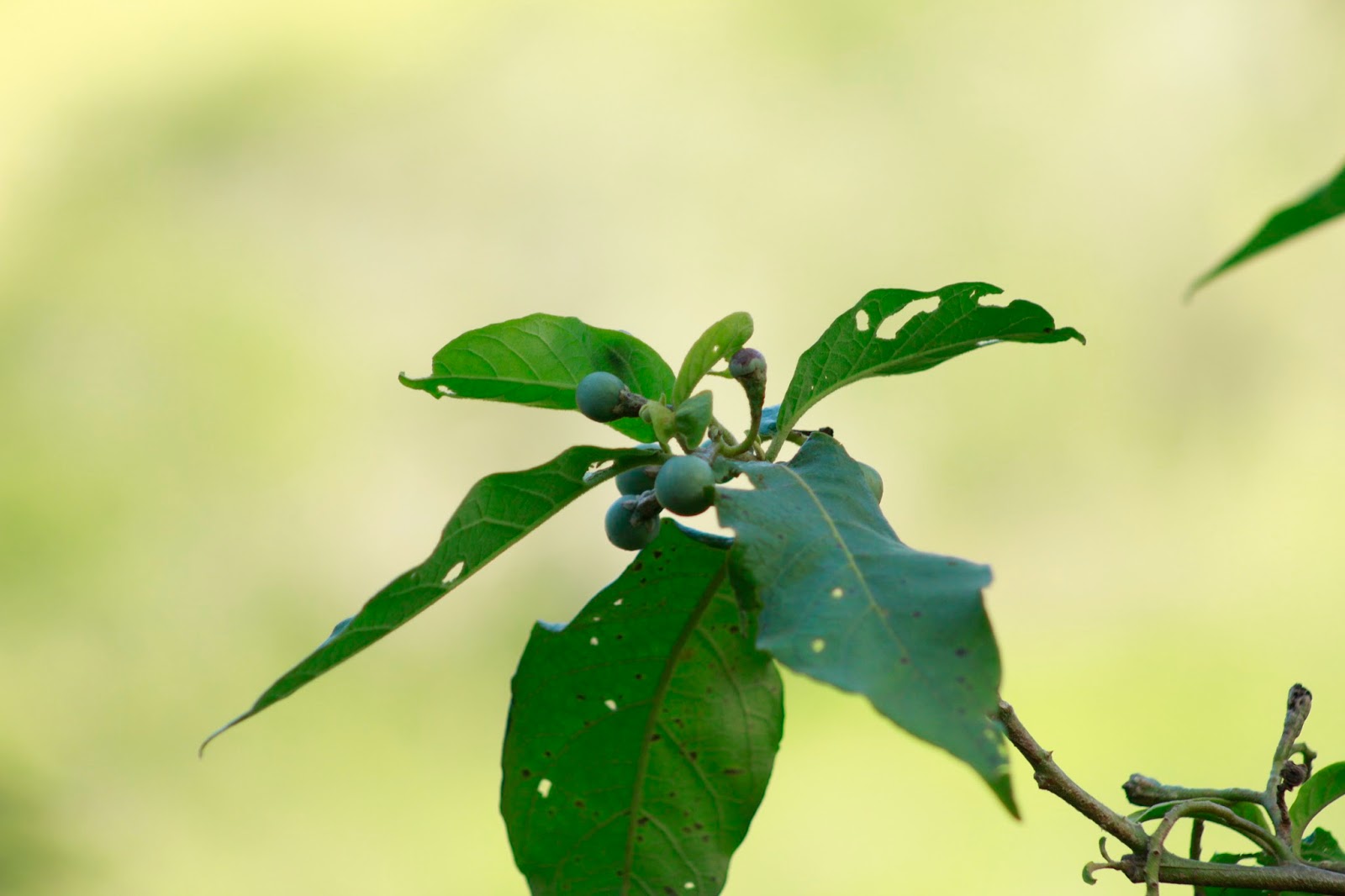 Figura 05 - Jurubeba