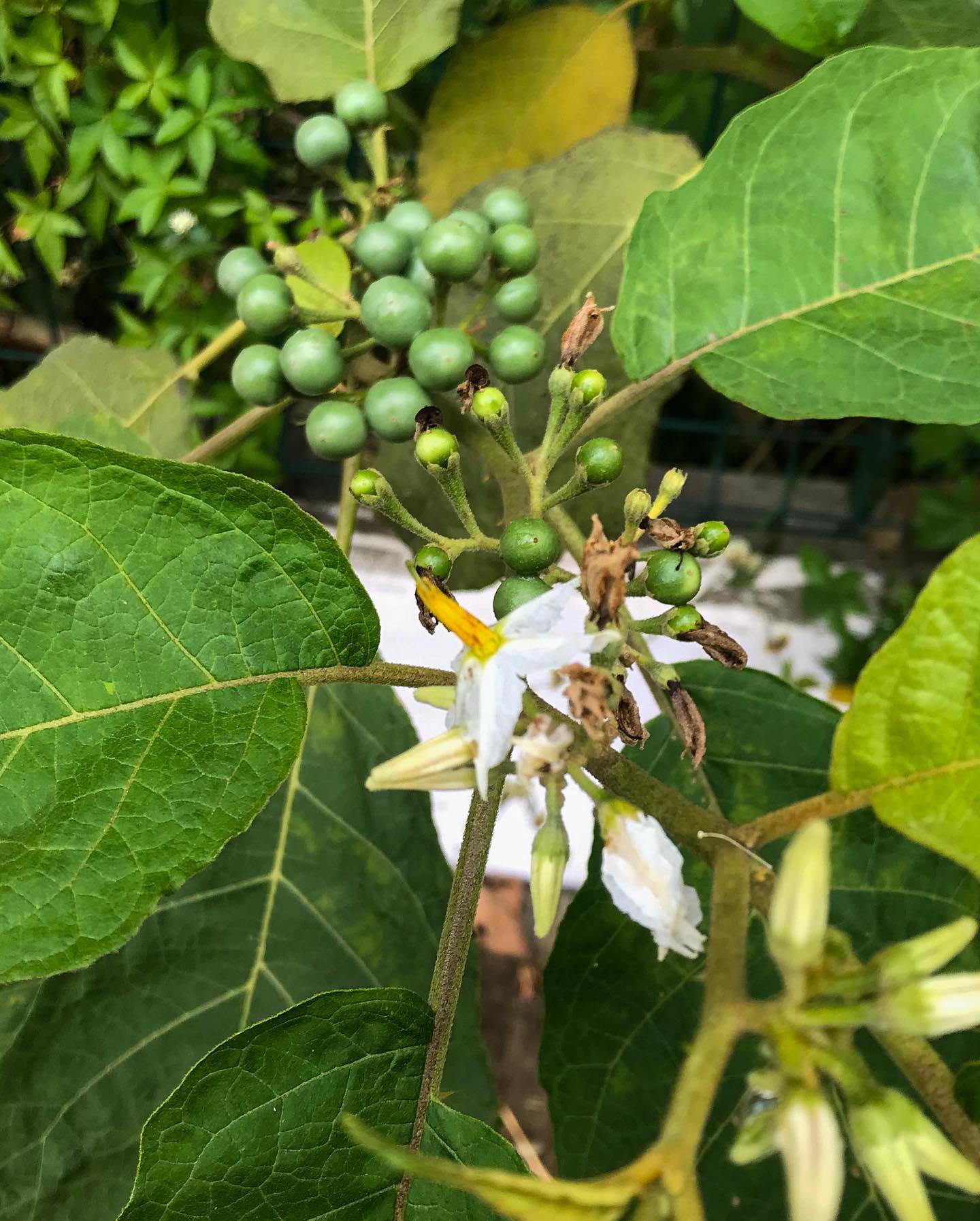 Figura 07 - Jurubeba