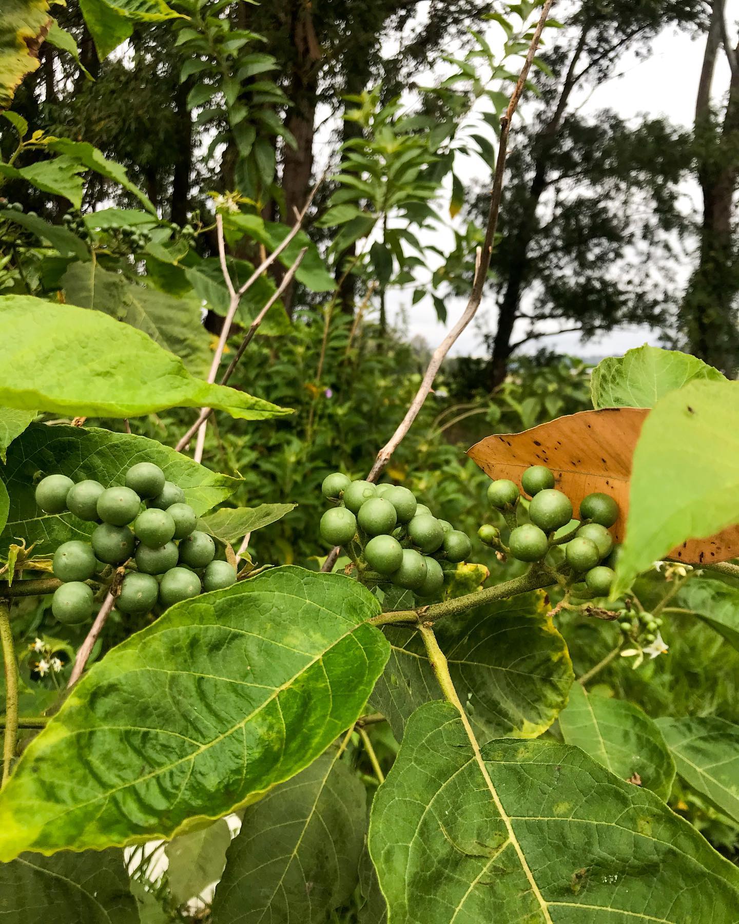 Figura 09 - Jurubeba