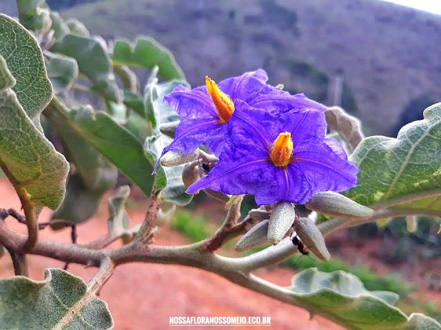 Figura 03 - Lobeira (Flor)