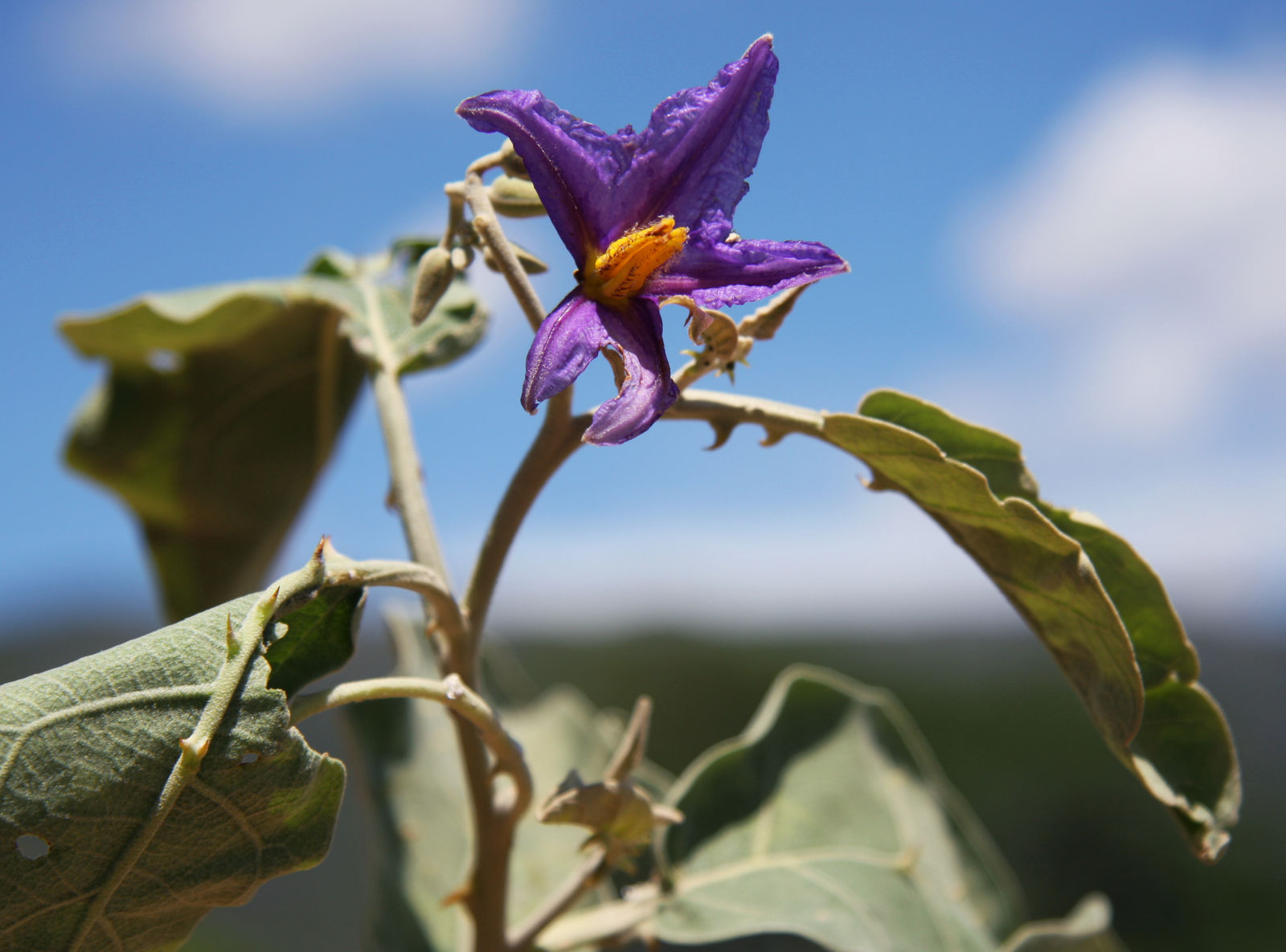 Figura 04 - Lobeira (Flor)