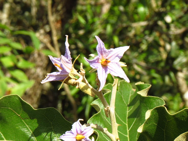 Figura 07 - Lobeira (Flor)