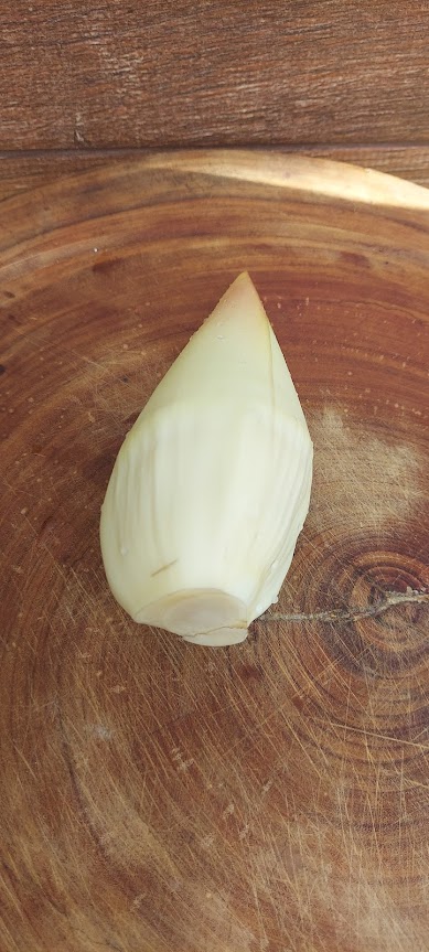 Figura 02 - Mangará