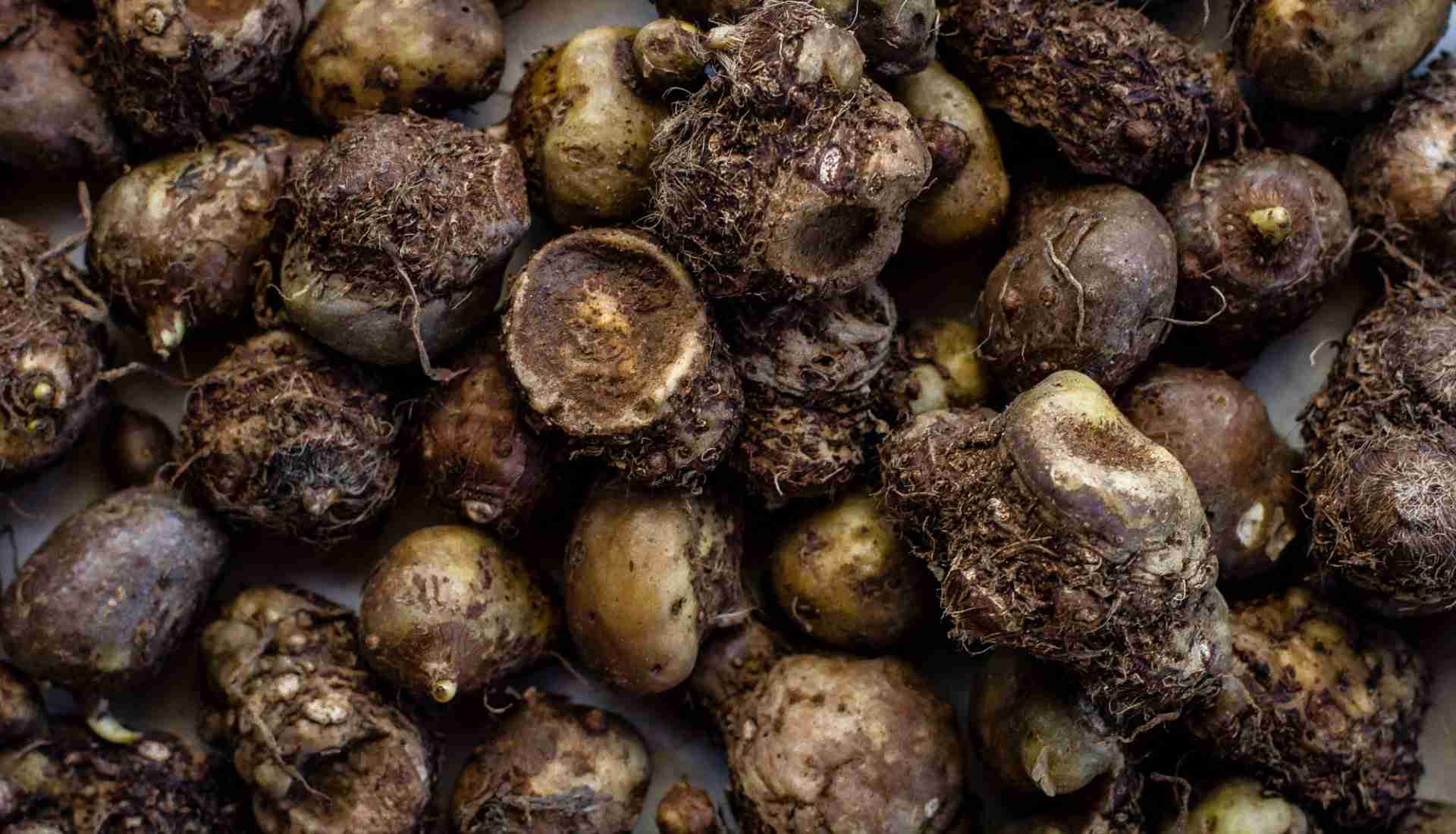 Figura 01 - Mangarito