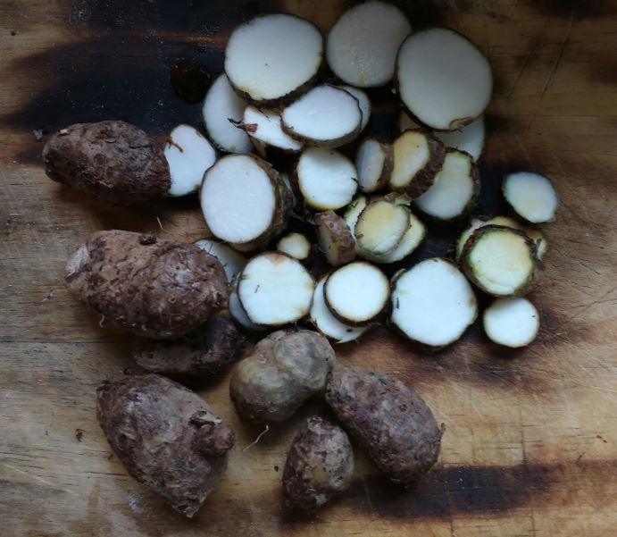 Figura 02 - Mangarito