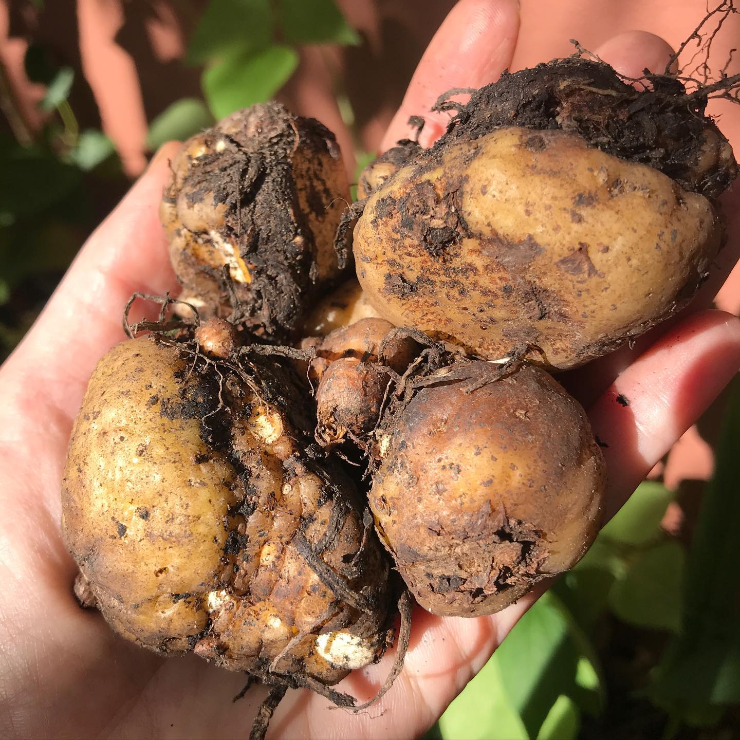 Figura 03 - Mangarito