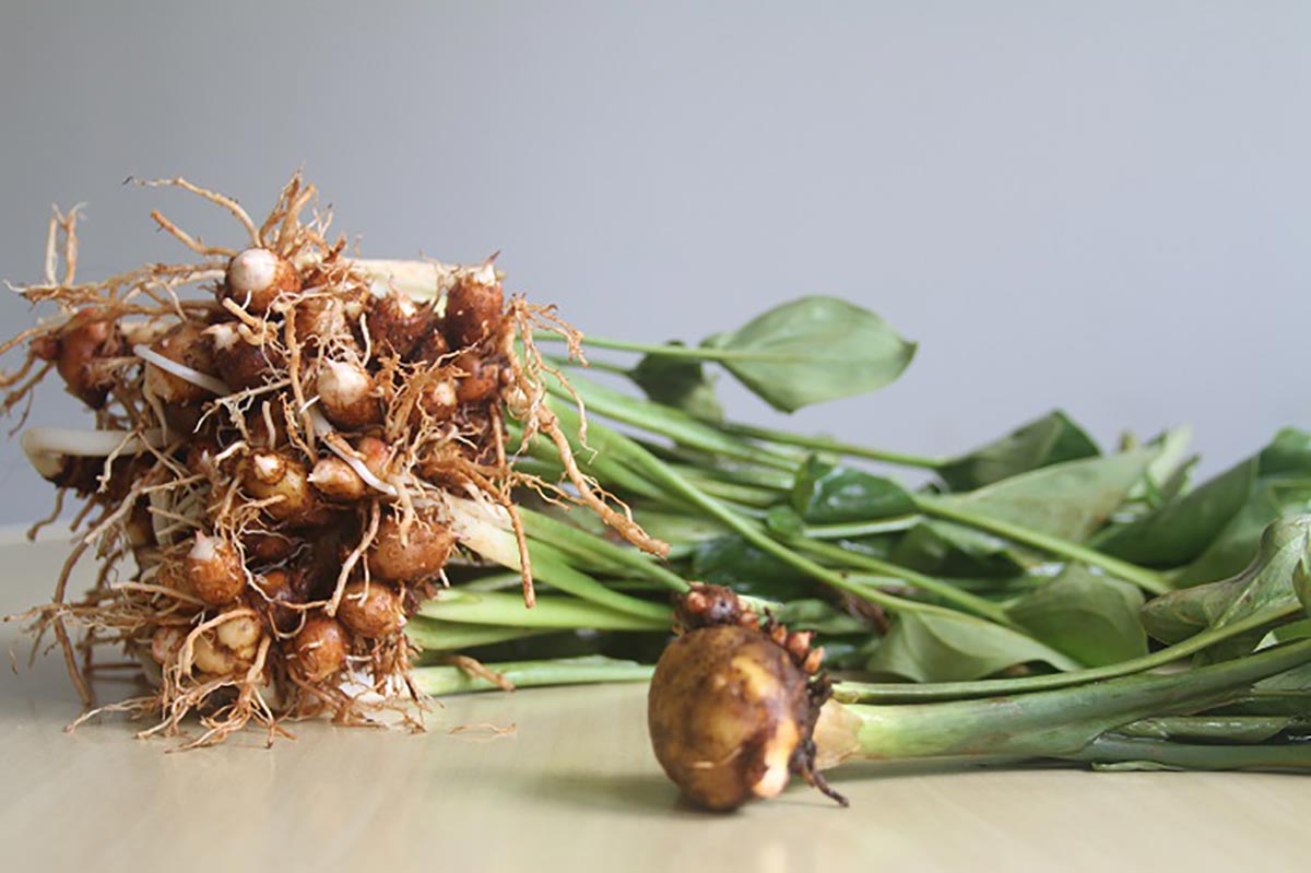 Figura 04 - Mangarito