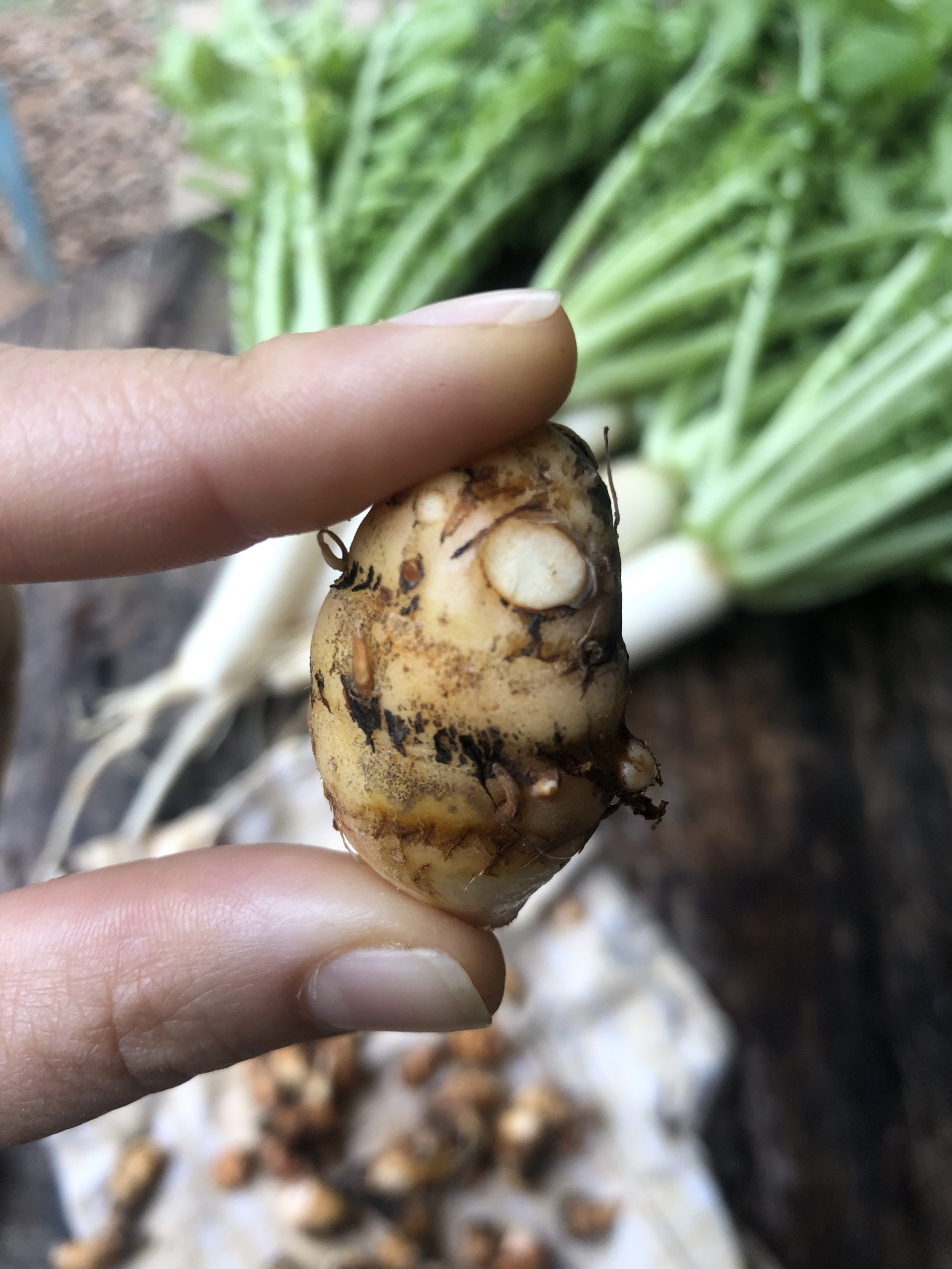 Figura 05 - Mangarito