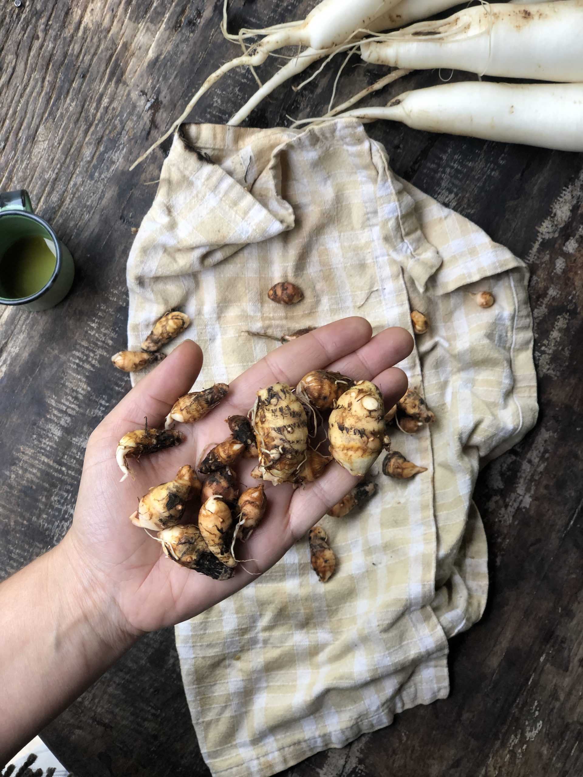 Figura 06 - Mangarito