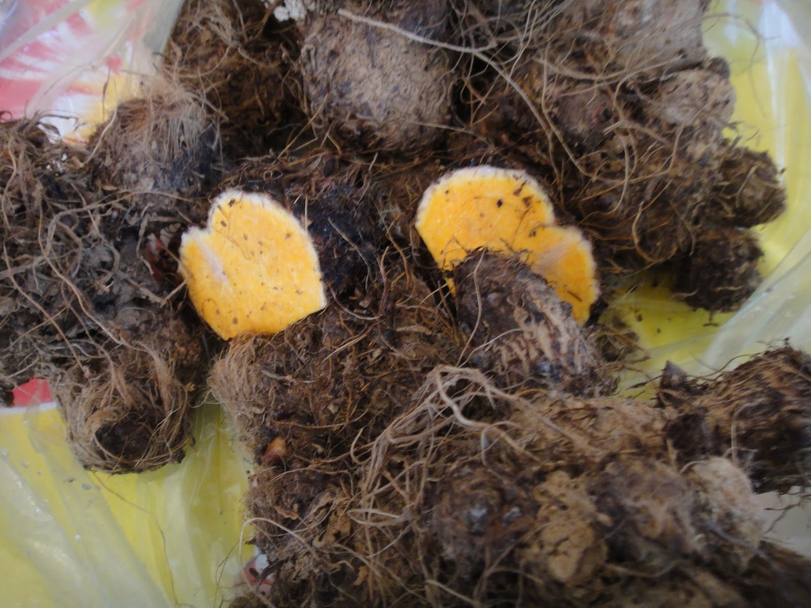 Figura 08 - Mangarito