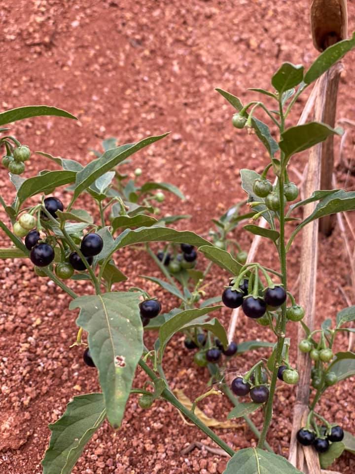 Figura 02 - Maria-pretinha